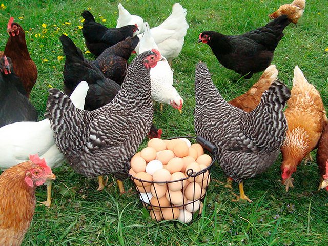 Содержание кур и уход за ними | ЗооТом - продажа, вязка и услуги для животных в Полысаево