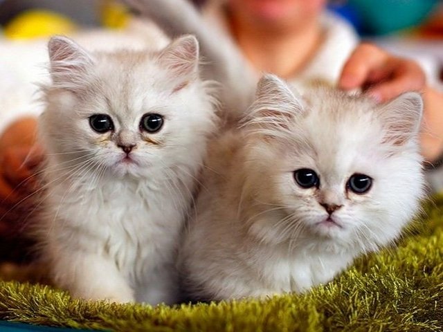 Породы кошек в Полысаево | ЗооТом портал о животных