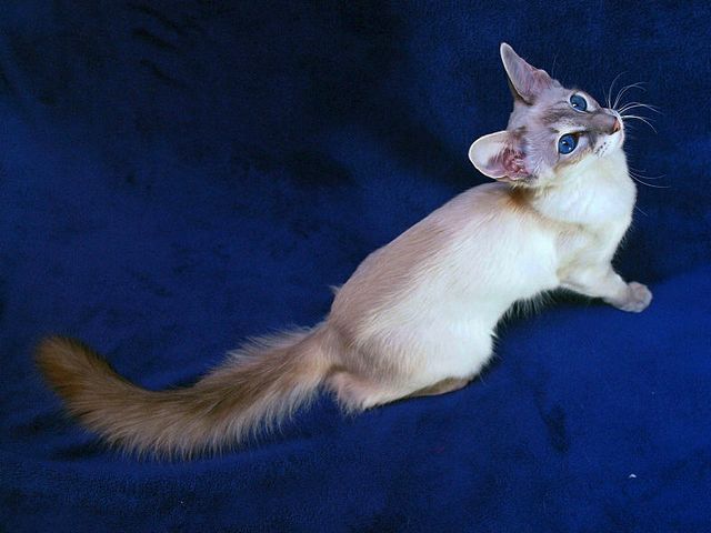 Выведенные породы кошек в Полысаево | ЗооТом портал о животных