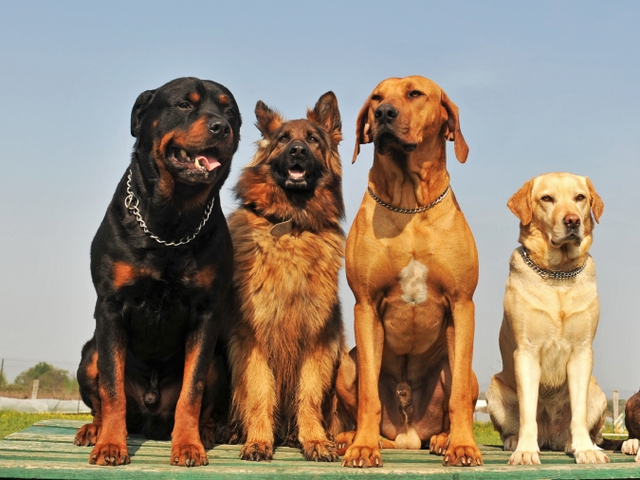 Крупные породы собак в Полысаево | ЗооТом портал о животных